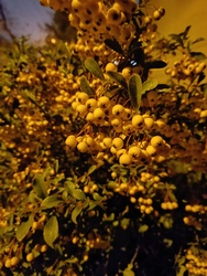 Ilyen színűt is szeretnék a madarak....