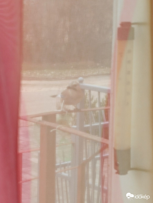 Ablakon,függönyön keresztül fotóztam...