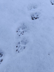 Leesett az első hó Kecskeméten!!