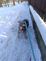 Akkora szél van,hogy összeborzolja a farkincámat....