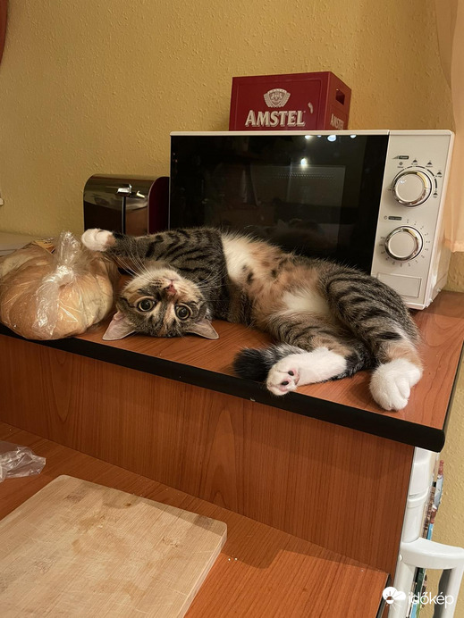 A cicákat ünnepeljük? Gyertek,csinálok melegszendvicset!