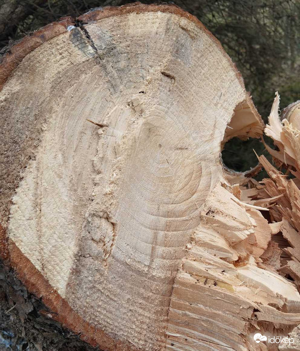 Évgyűrűk(férjem fotója)