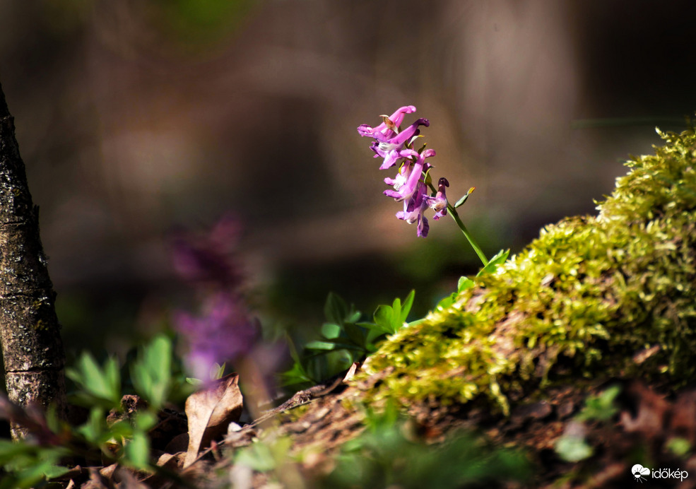 Lilában pompázó keltike