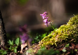 Lilában pompázó keltike