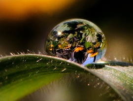 Egy cseppben a tavasz 