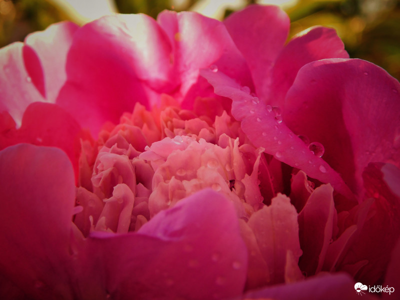 Bazsarózsa