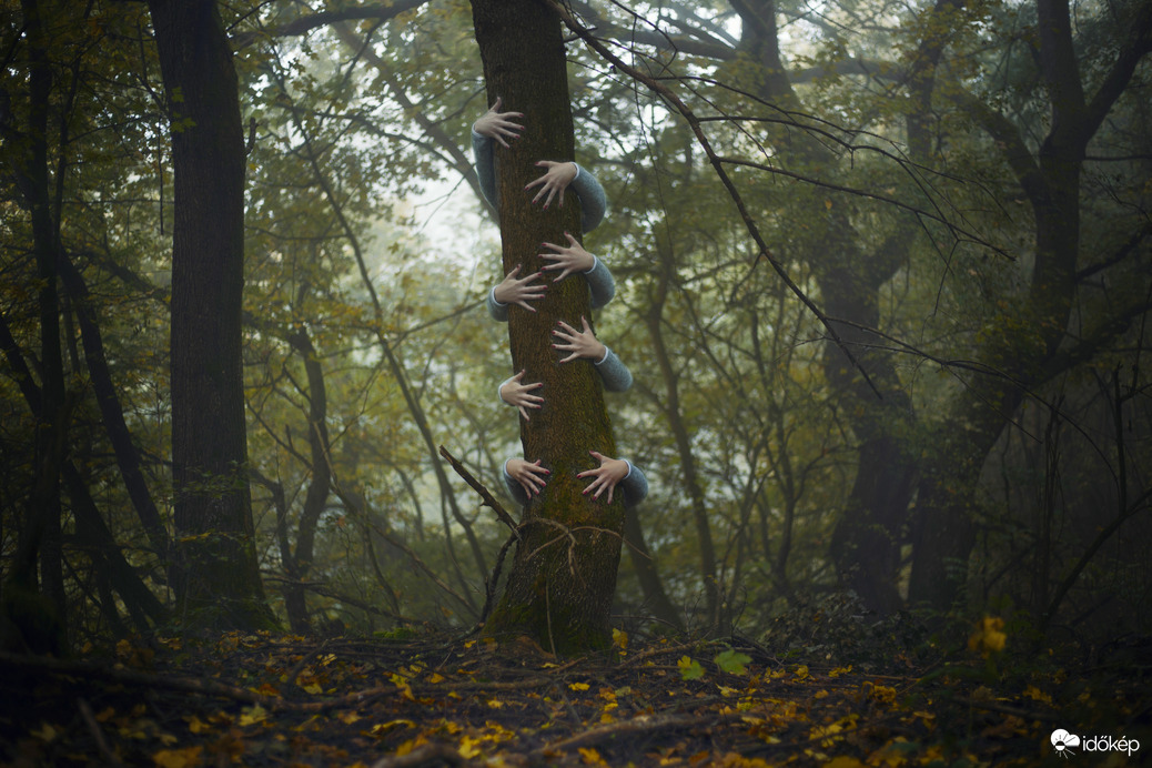 Ködös erdők rejtelmei 