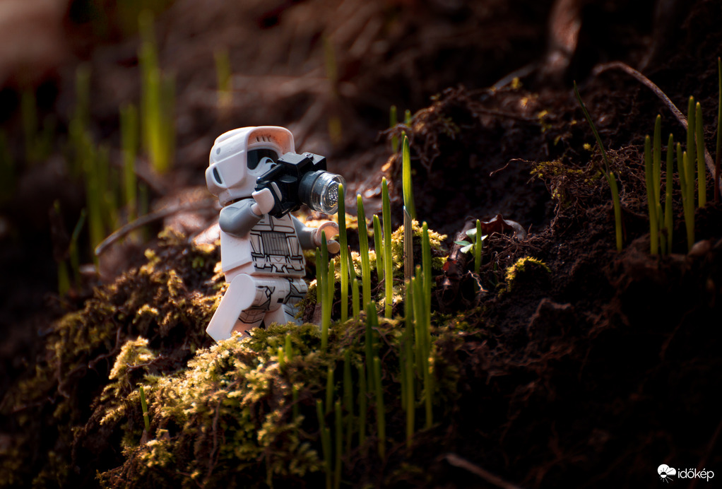 A virágok még nem nyílnak 