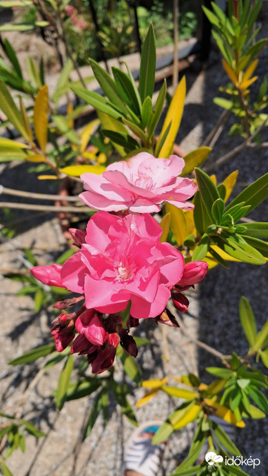 Pincehely