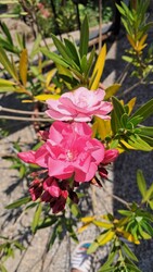Pincehely