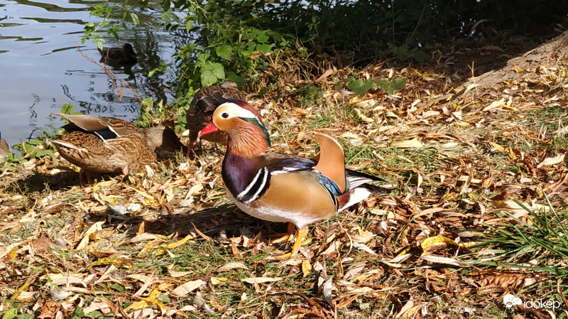 Mandarinréce