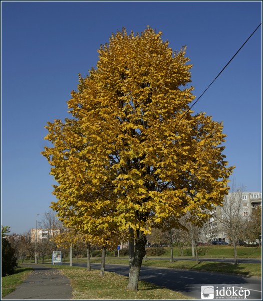 Napos November