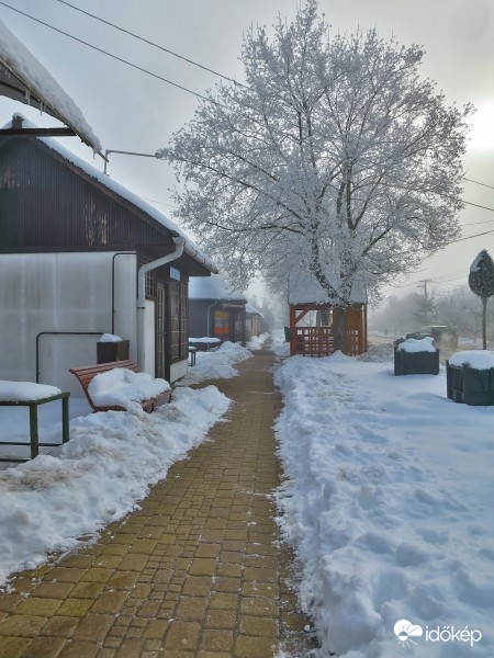 Szirmabesenyő