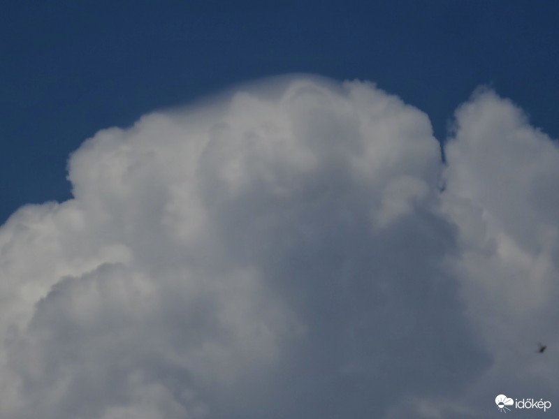 Cu Pileus