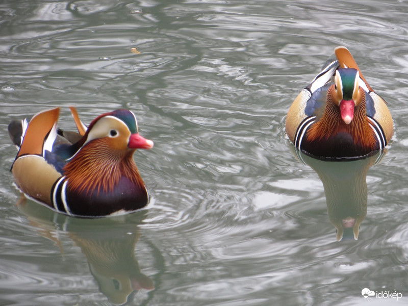 Mandarin kacsák 