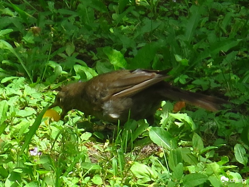 Túl nagy a falat
