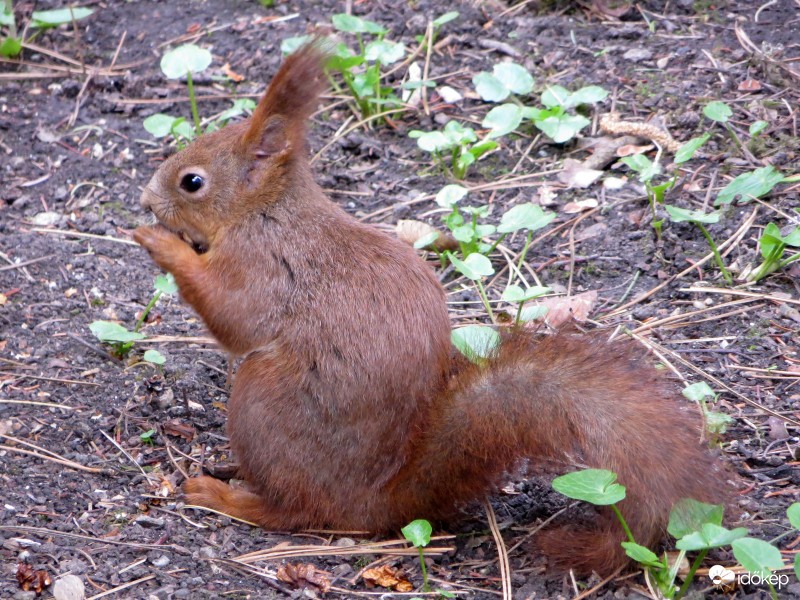 Barna mókus