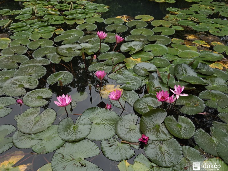 Rózsaszín tavirózsa / Nymphaea rosacea 