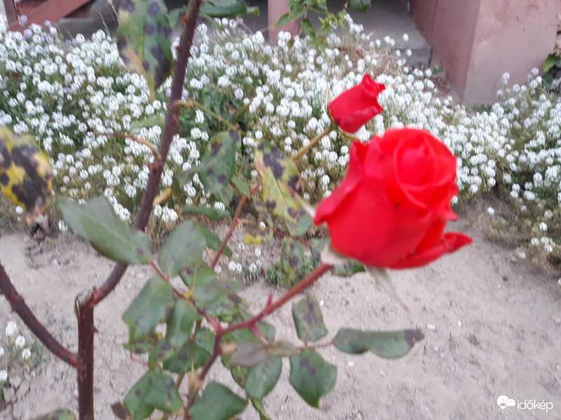 Már csak mi maradtunk?