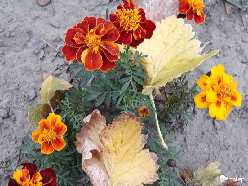 Utolsó próbálkozás