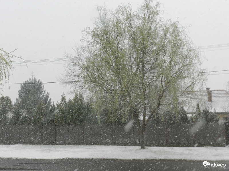 Tavaszi havazás, kizöldelt növények.