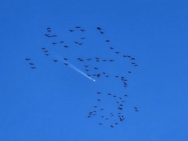 Darvak Veszprémből. 