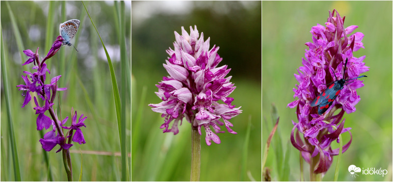 Turjánvidék most nyíló orchideái