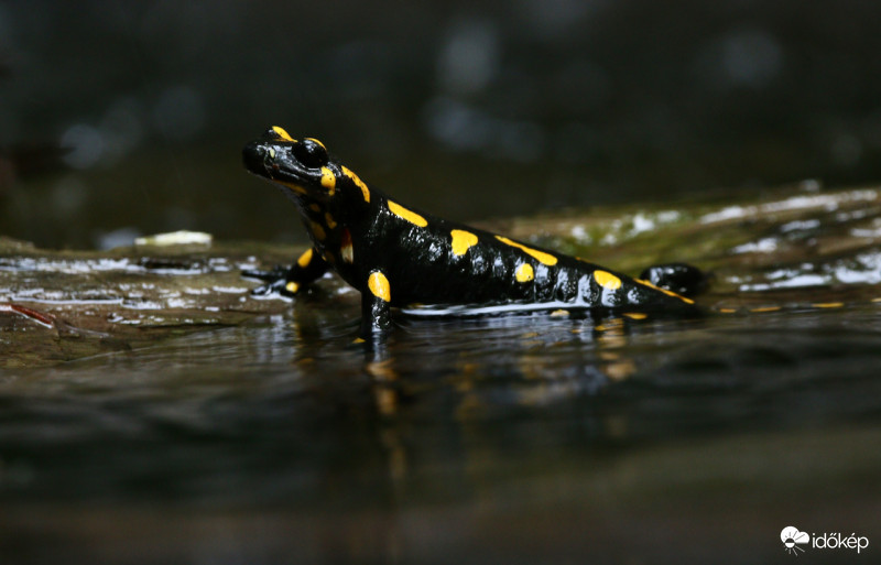Foltos szalamandra