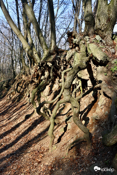 Amikor a fák megindulnak