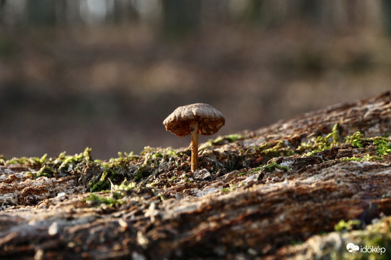 Élvezi a decemberi tavaszt