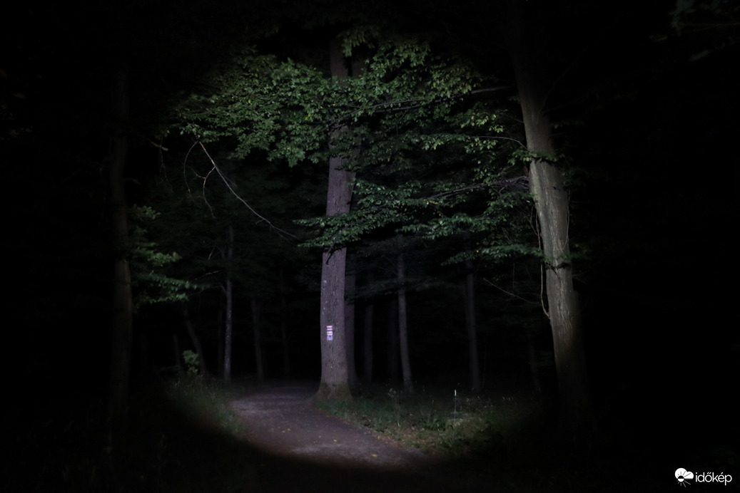 Éjjel az erdőben 