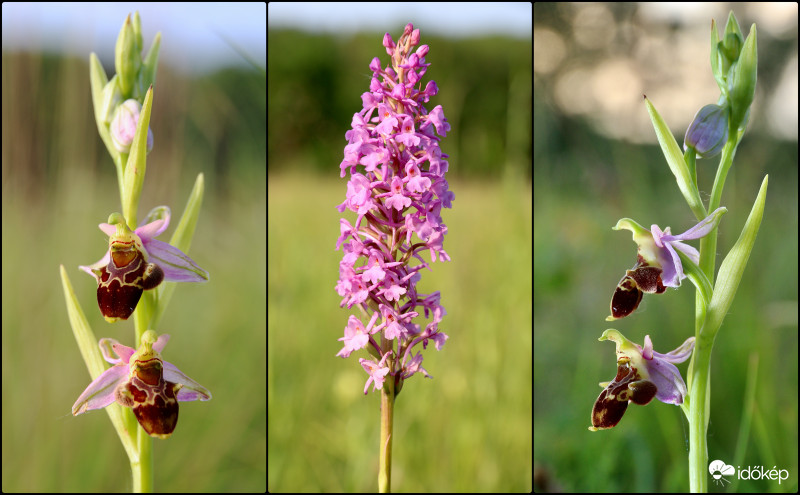 Turjánvidék júniusi orchideái