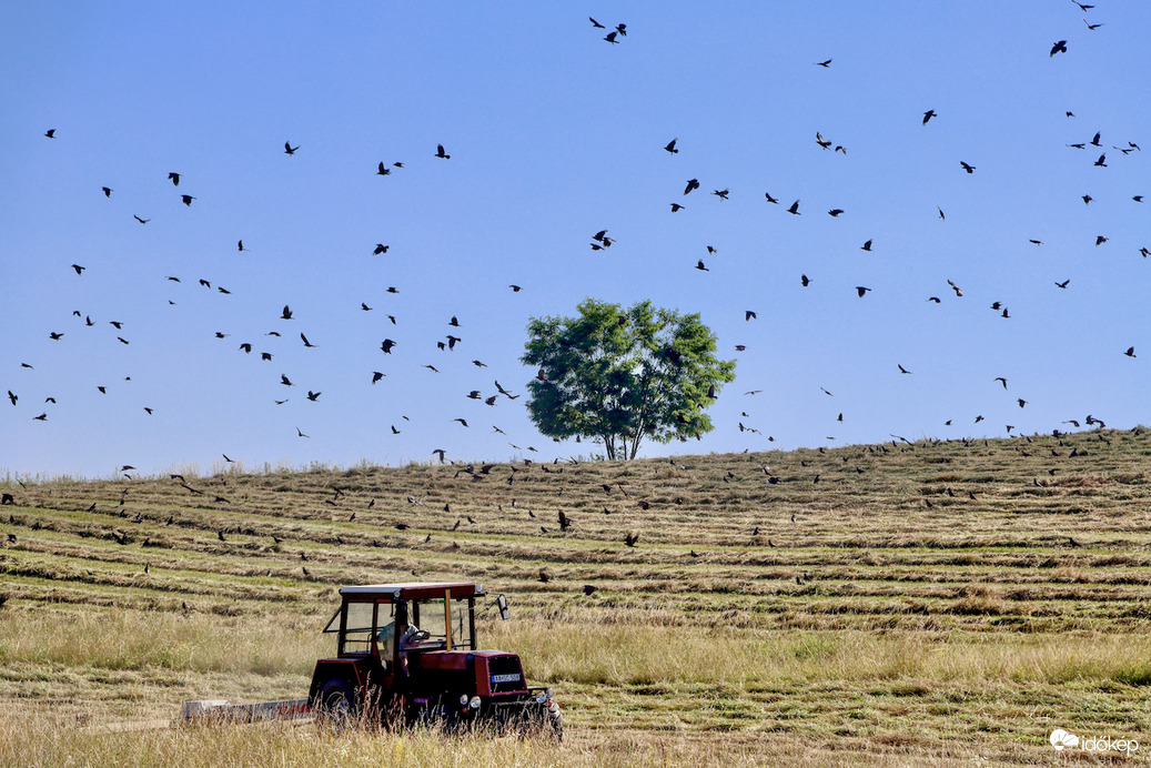Gyepkaszálás és a varjak