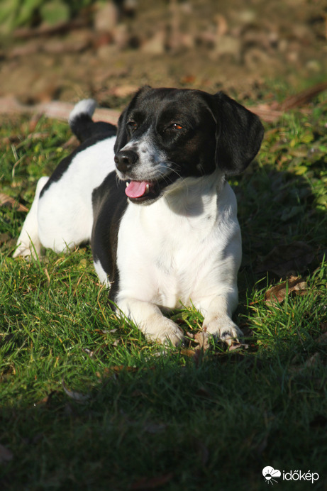 Napozó