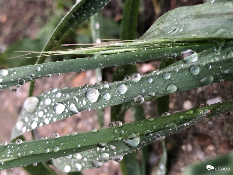 Minden egyes esőcsepp az ég egy csókja...