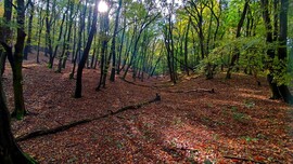 Mezőkövesd