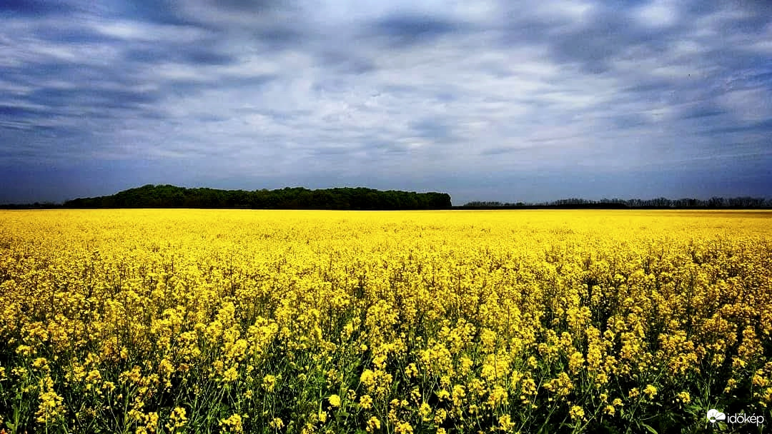 Repce virágzás Sárosd 