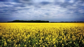 Repce virágzás Sárosd 