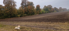 Ősz 2026