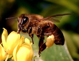 Tavasz