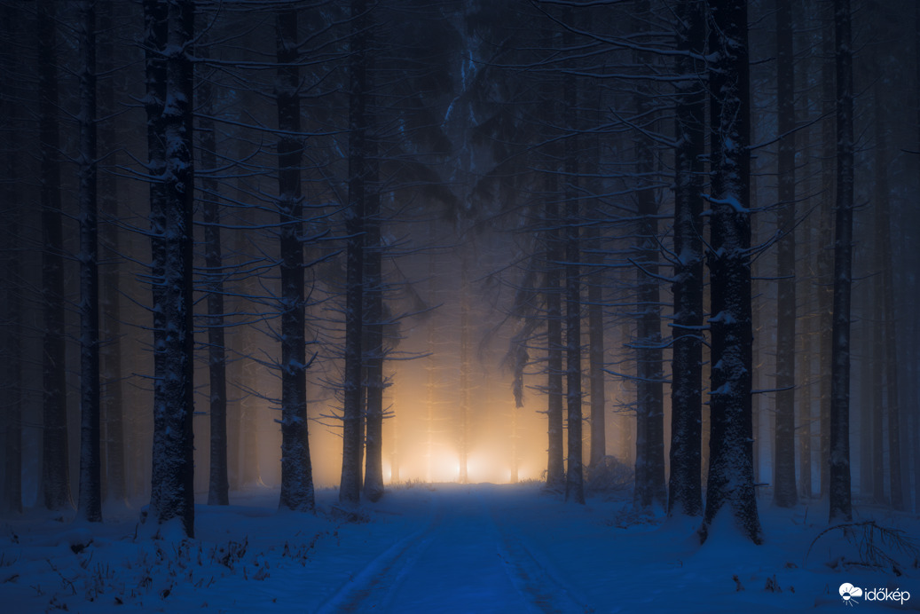 Erdei út a fénybe...