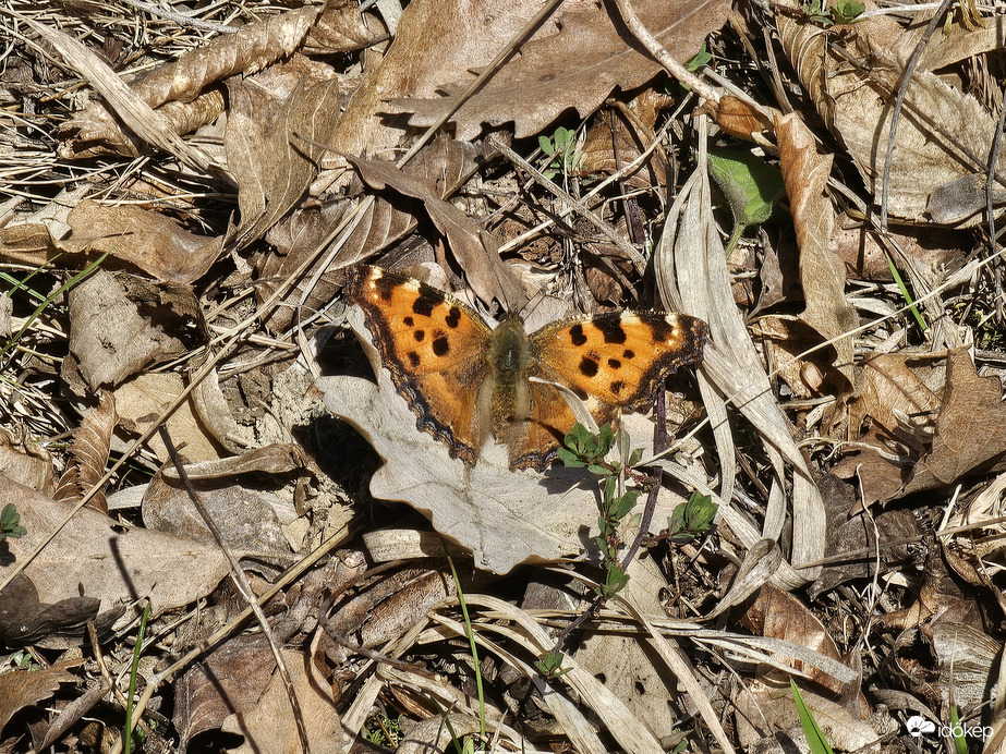 Nagy rókalepke az avarban