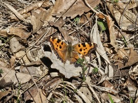 Nagy rókalepke az avarban