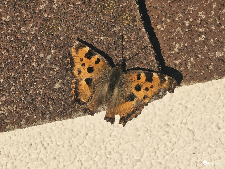 Nagy rókalepke a tetőcserépen