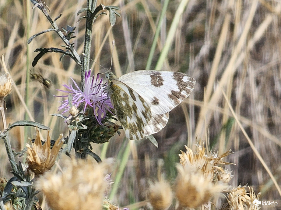 Rezeda lepke