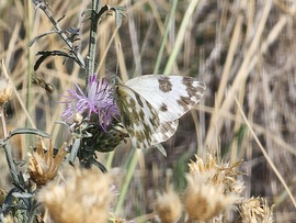 Rezeda lepke