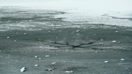 Jégpókok, tavi csillagok 1