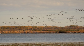 Kirepülők szépséges hada