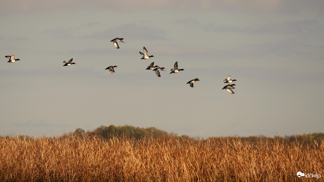 Felröppenő kontyos récék
