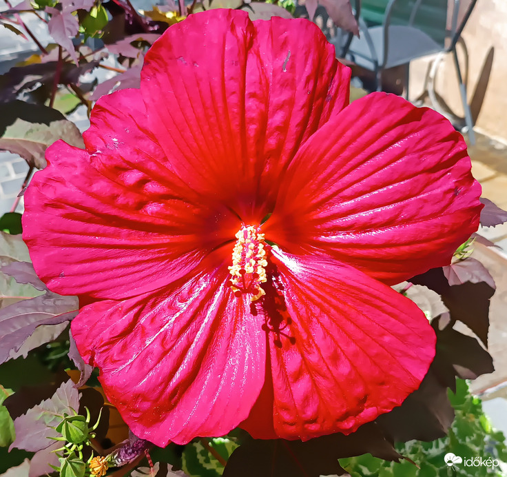 Kb. arasznyi méretű 